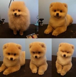 1502386756 La Fortuna   Grooming FORTUNA 295x300