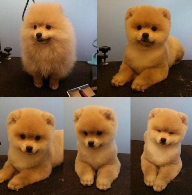 1502386756 La Fortuna   Grooming FORTUNA