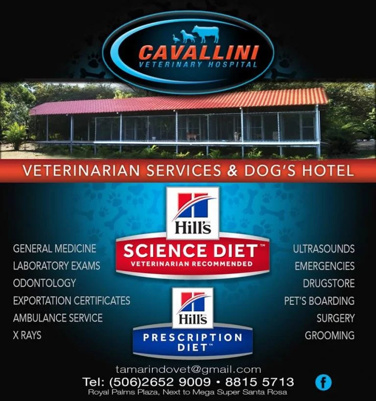 1503939496 Guanacaste   Hospital Veterinario Cavallini 768x818
