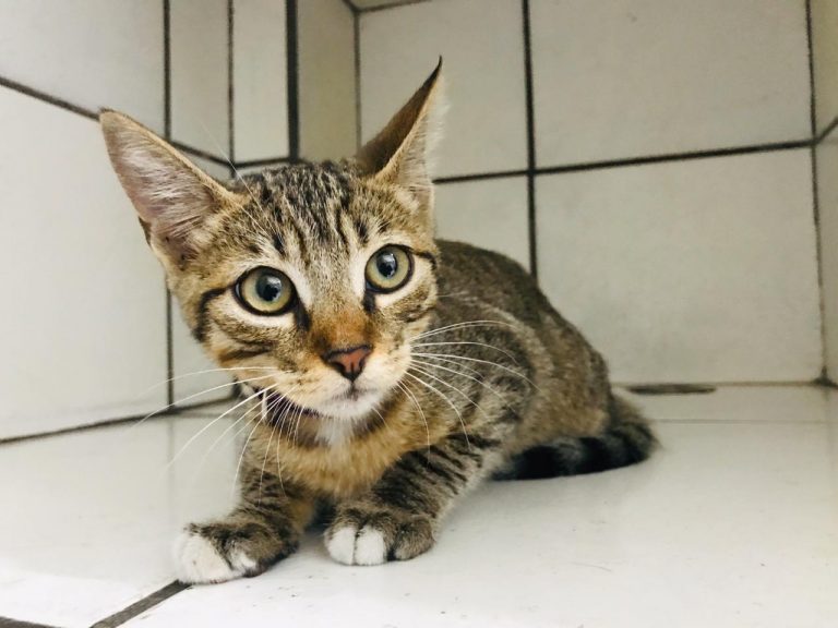 86294688 3030500866974239 8930785734936231936 o 768x576