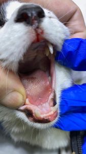 96518182 3054614244560957 3696390219491180544 n 169x300