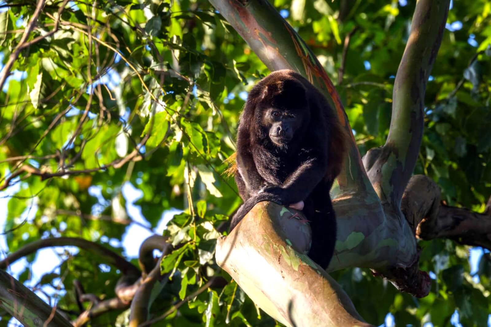 Howler Monkeys in Corcovado National Park-183319188