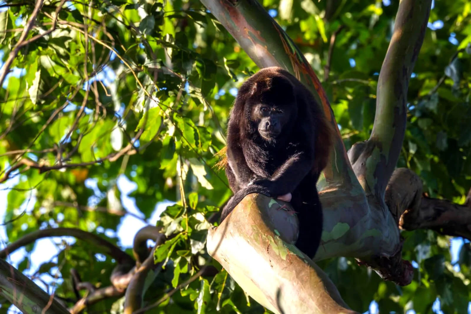 Howler Monkeys in Corcovado National Park-183319188