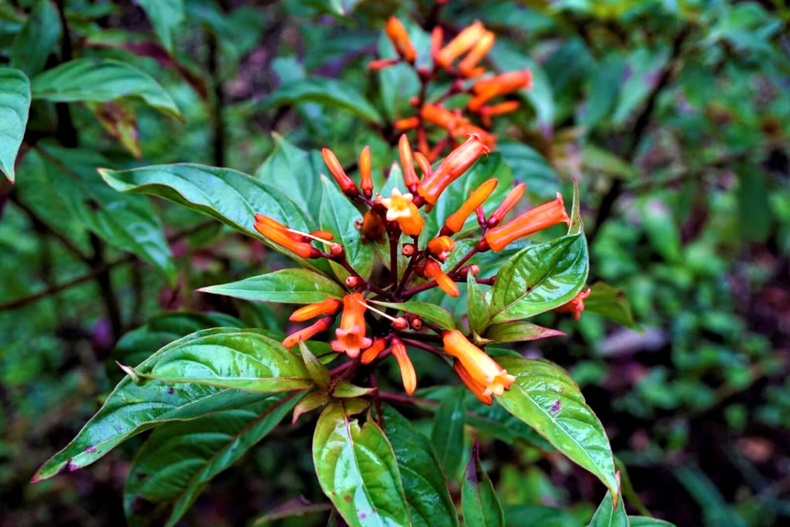 Monteverde Costa Rica-205928058