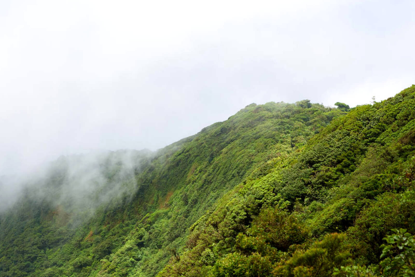 Rainforest Monteverde Costa Rica-155820238