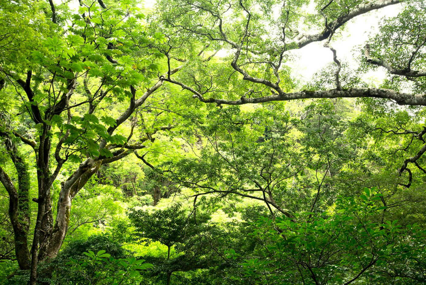 Rainforest Canopy Arenal Volcano