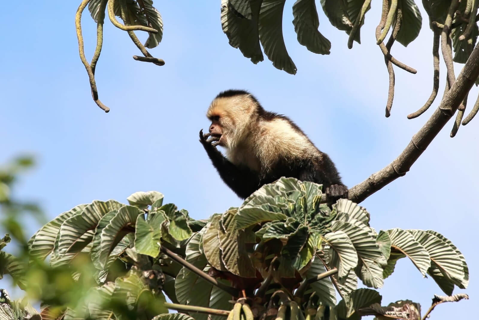 White-Faced Capuchin Monkey-143397889
