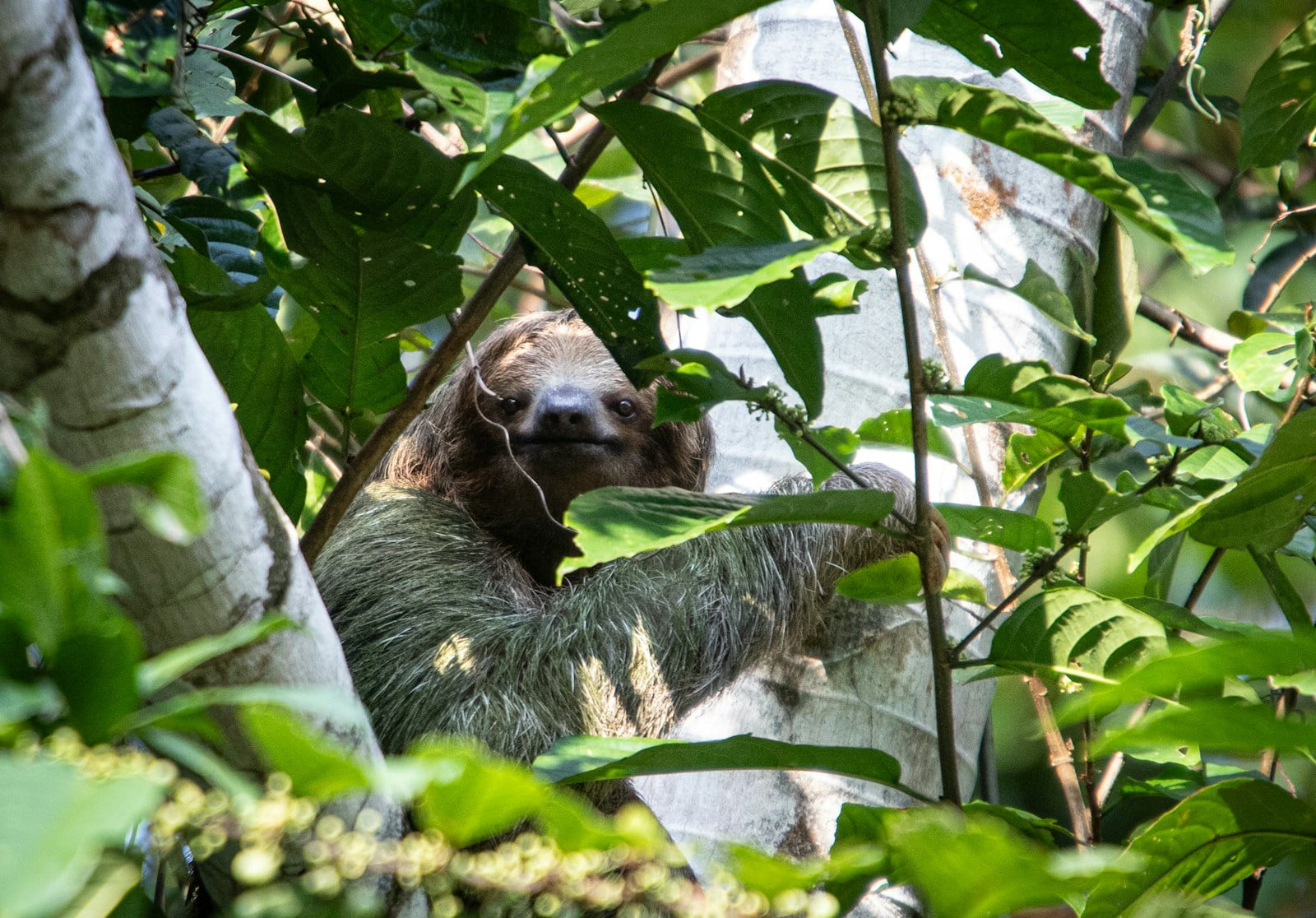 a sloth hanging from a tree in a forest Braulio Carrillo National Park