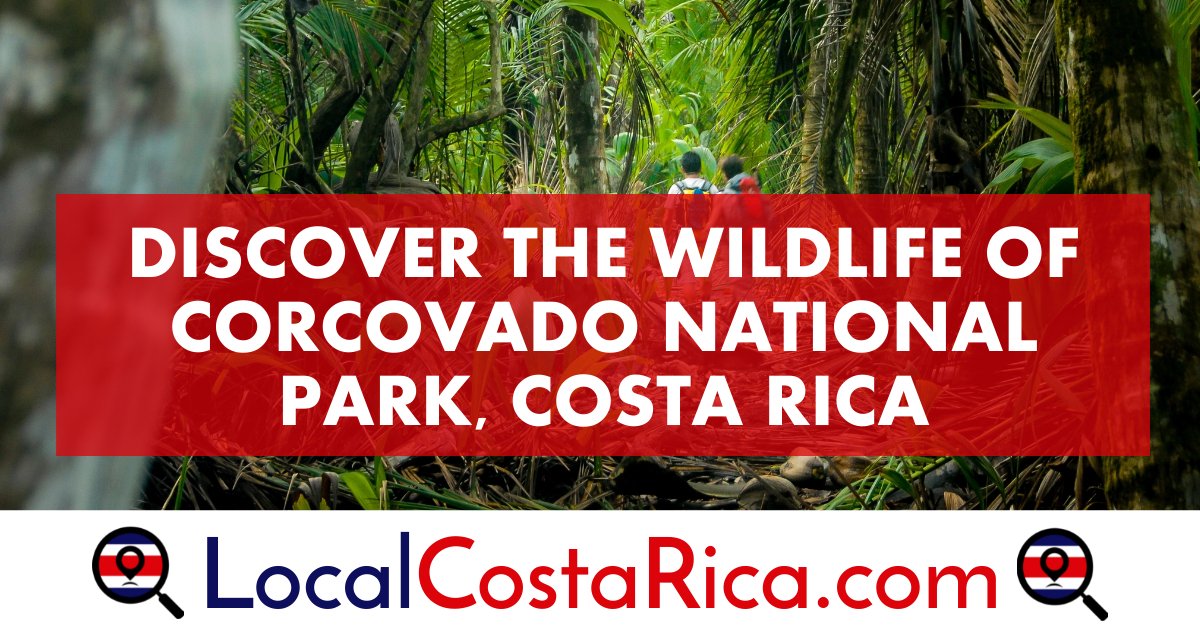 Discover the Wildlife of Corcovado National Park, Costa Rica