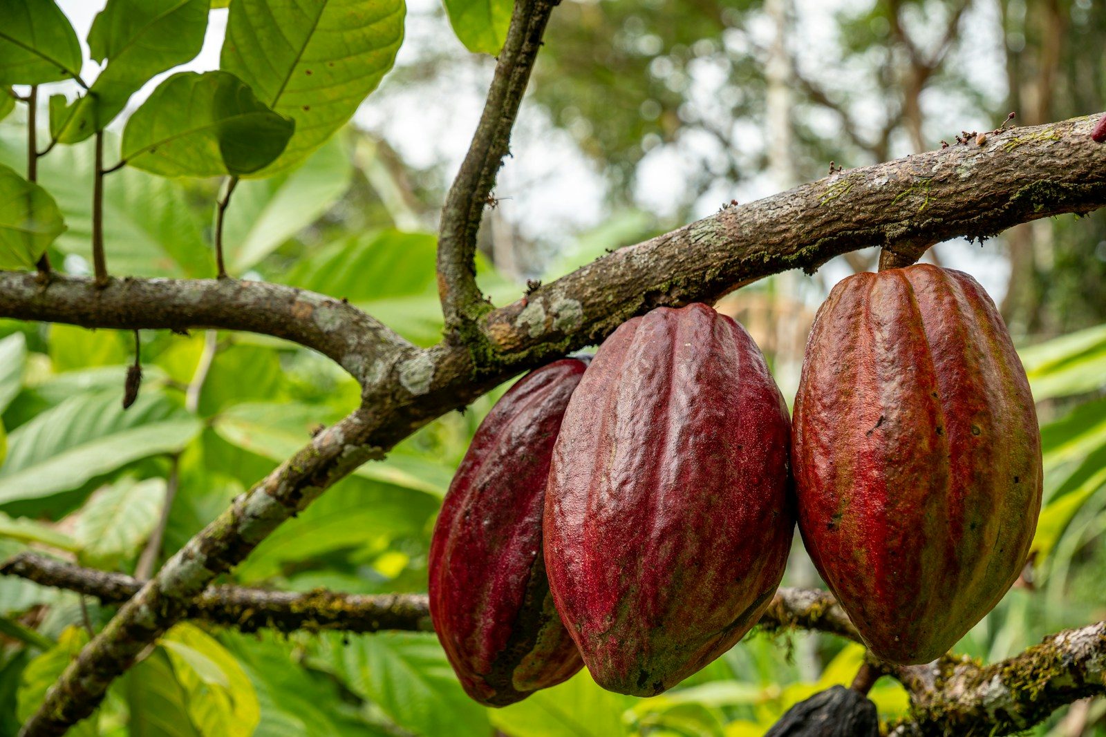 Costa Rica Chocolate Tour Cocoa pods hanging from a tree branch.